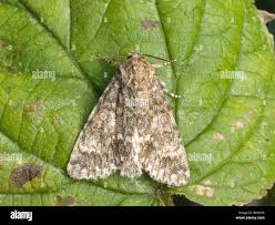 Attēlu rezultāti vaicājumam “Acronicta megacephala”