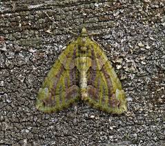 Attēlu rezultāti vaicājumam “Chloroclysta siterata”