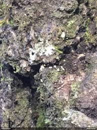 Attēlu rezultāti vaicājumam “Physarum alexandrowiczii”