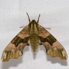 Attēlu rezultāti vaicājumam “Mimas tiliae”