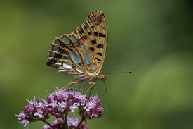 Attēlu rezultāti vaicājumam “Issoria lathonia”