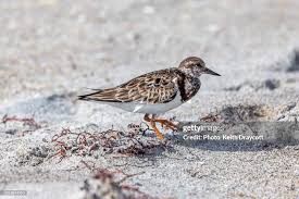 Attēlu rezultāti vaicājumam “Arenaria interpres”