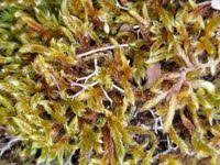 Attēlu rezultāti vaicājumam “Hypnum cupressiforme var. lacunosum sporophyte”