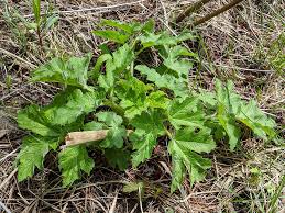 Attēlu rezultāti vaicājumam “Sisymbrium altissimum leaf”