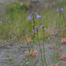 Attēlu rezultāti vaicājumam “Scrophulariaceae”