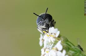 Attēlu rezultāti vaicājumam “Heptatoma pellucens”