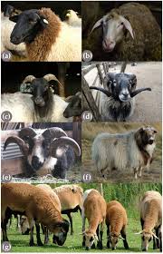 Attēlu rezultāti vaicājumam “Ovis aries”