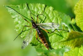 Attēlu rezultāti vaicājumam “Dictenidia bimaculata”