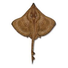 Image result for Dipturus intermedius