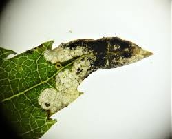 Attēlu rezultāti vaicājumam “Roeslerstammia erxlebella”