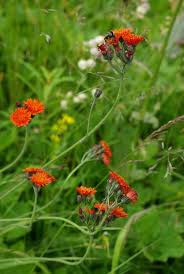 Image result for Hieracium aurantiacum