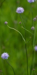 Image result for Succisella inflexa