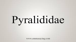 Attēlu rezultāti vaicājumam “Pyralididae”