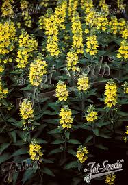 Attēlu rezultāti vaicājumam “Lysimachia punctata”