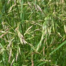 Attēlu rezultāti vaicājumam “Festuca arenaria”