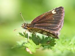 Attēlu rezultāti vaicājumam “Heteropterus morpheus”