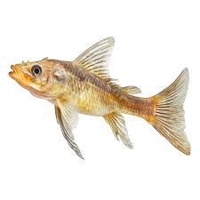 Image result for Rutilus heckelii