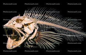 Image result for Ophiodon elongatus