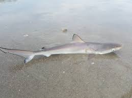 Image result for Rhizoprionodon terraenovae