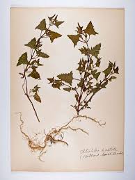 Attēlu rezultāti vaicājumam “Atriplex patula”