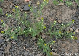 Attēlu rezultāti vaicājumam “Matricaria discoidea”