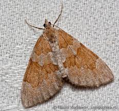 Attēlu rezultāti vaicājumam “Epirranthis diversata upperside”