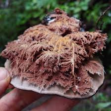 Attēlu rezultāti vaicājumam “Sporophagomyces chrysostomus”