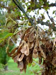 Attēlu rezultāti vaicājumam “Acer negundo fruit”