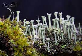 Attēlu rezultāti vaicājumam “Cladonia fimbriata”