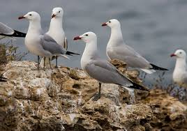 Image result for Larus audouinii