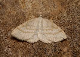 Attēlu rezultāti vaicājumam “Cabera exanthemata”