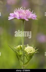 Image result for Knautia dipsacifolia