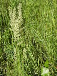 Attēlu rezultāti vaicājumam “Koeleria glauca flower”