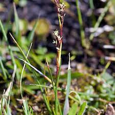 Attēlu rezultāti vaicājumam “Cribraria rubiginosa”