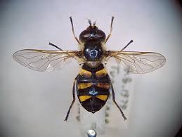 Attēlu rezultāti vaicājumam “Didea alneti”