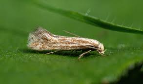 Attēlu rezultāti vaicājumam “Cephaloziella elachista”