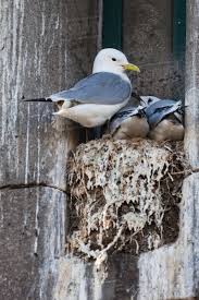 Attēlu rezultāti vaicājumam “Rissa tridactyla nest”