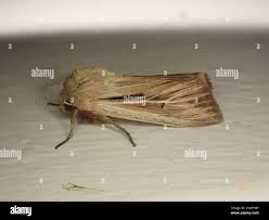 Attēlu rezultāti vaicājumam “Leucania comma”