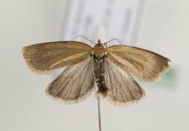 Attēlu rezultāti vaicājumam “Aphelia viburniana”