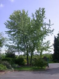 Attēlu rezultāti vaicājumam “Acer saccharinum”