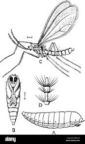 Attēlu rezultāti vaicājumam “Cecidomyiidae”