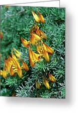 Attēlu rezultāti vaicājumam “Lotus sp. flower”