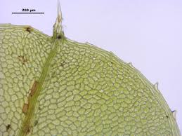 Attēlu rezultāti vaicājumam “Plagiomnium ellipticum”