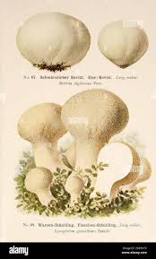 Attēlu rezultāti vaicājumam “Reticularia lycoperdon young”