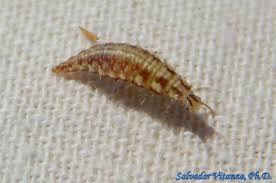 Attēlu rezultāti vaicājumam “Chrysopidae larva”