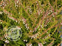 Attēlu rezultāti vaicājumam “Calluna vulgaris leaf”