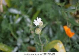 Attēlu rezultāti vaicājumam “Silene latifolia subsp. alba flower”