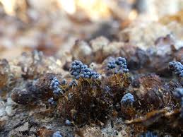 Attēlu rezultāti vaicājumam “Badhamia sp.”