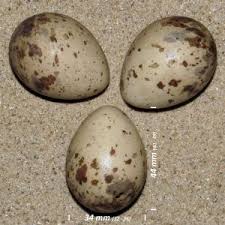 Attēlu rezultāti vaicājumam “Scolopax rusticola nest”