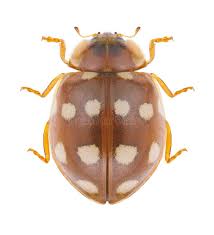 Attēlu rezultāti vaicājumam “Calvia quatuordecimguttata”